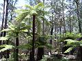 Tree ferns, New England National Park IMGP1495